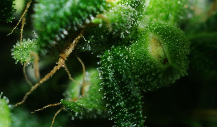 unique Chicken n'W and a "monster" Zlue. Week 12 - pollinated branch