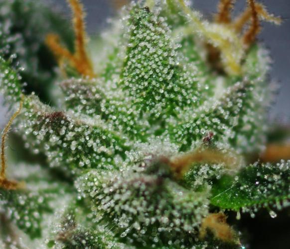 unique Chicken n'W and a "monster" Zlue. Week 13 - lower bud