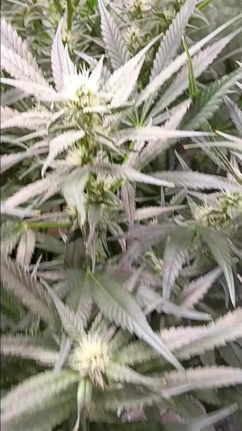 PoundCake Auto in 15L Autopot