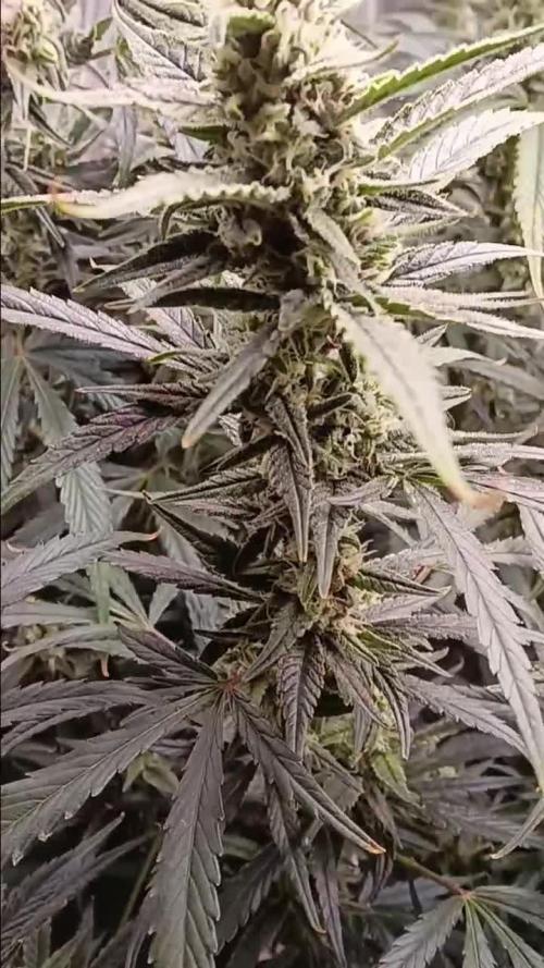 PoundCake Auto in 15L Autopot