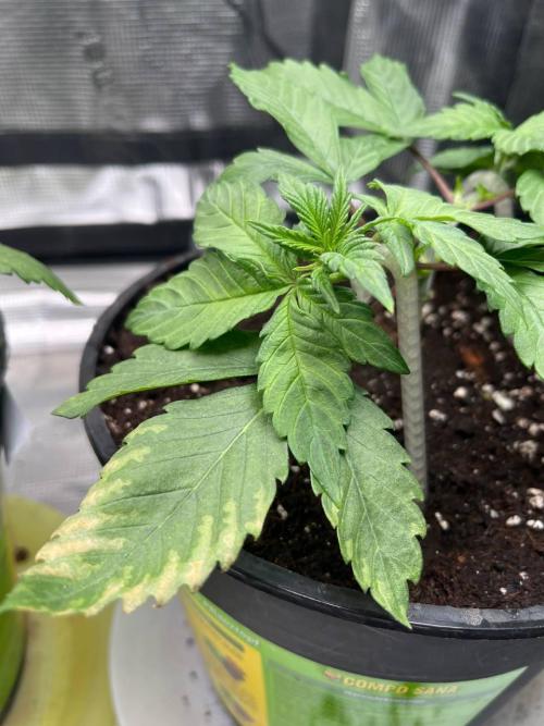 Barneys heaven. Week 4