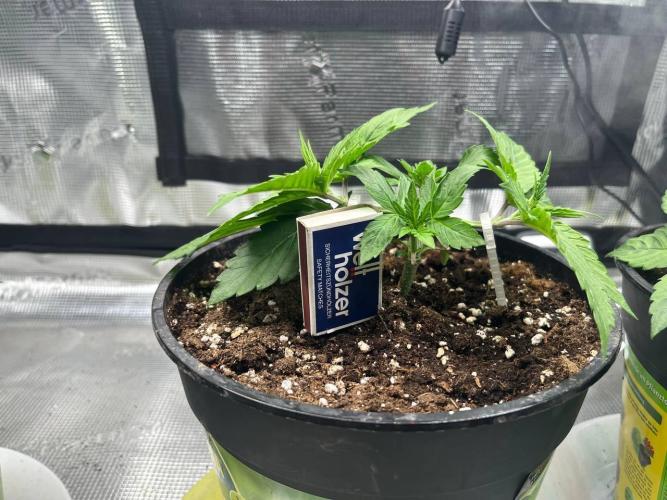 Barneys heaven. Week 4 - Cheery Poppers #2