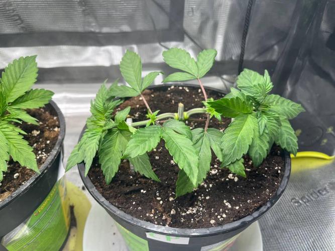 Barneys heaven. Week 4