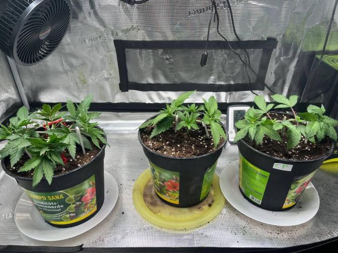 Barneys heaven. Week 4