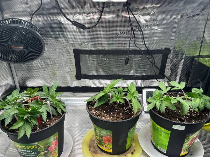 Barneys heaven. Week 4