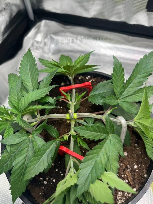 Barneys heaven. Week 4 - Lemon Cherry Gelato