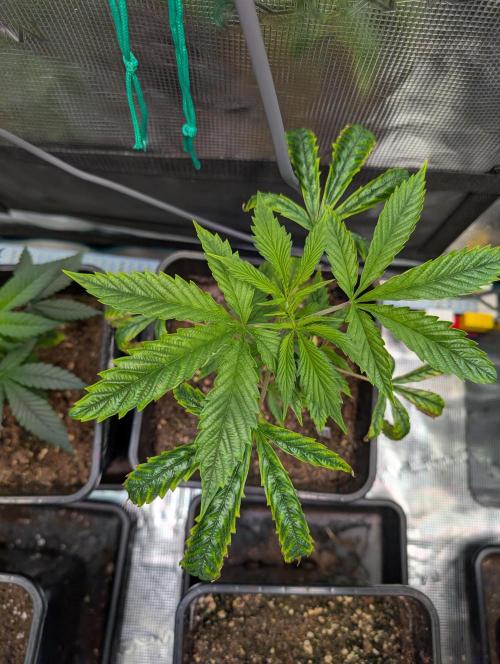 Quick black lemon. Week 4