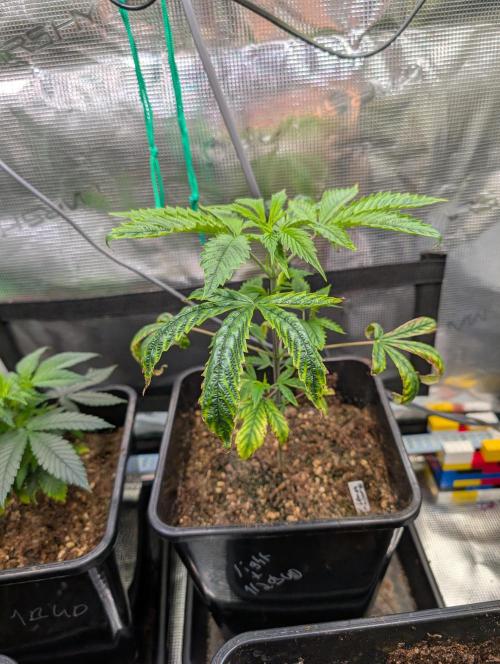 Quick black lemon. Week 4