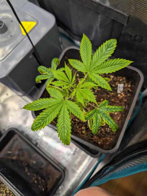 Quick black lemon. Week 4