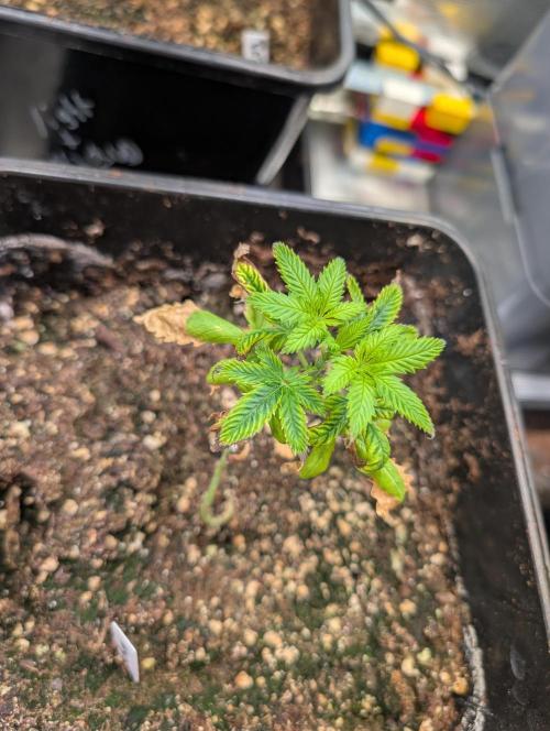 Quick black lemon. Week 4