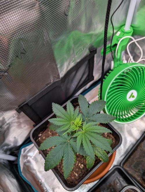 Free seed barneys Farm. Week 4