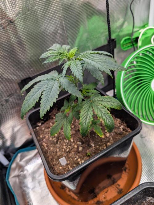 Free seed barneys Farm. Week 4