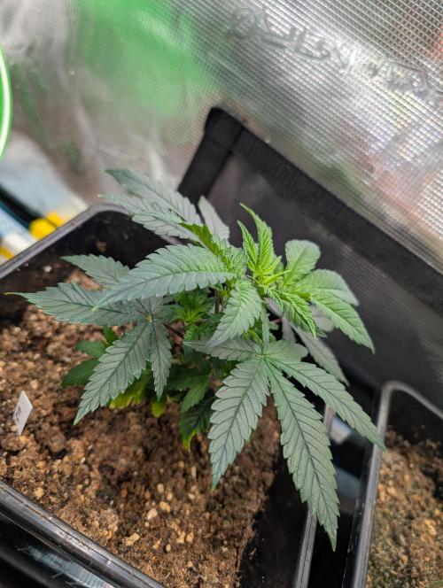 Free seed Milky way. Week 4