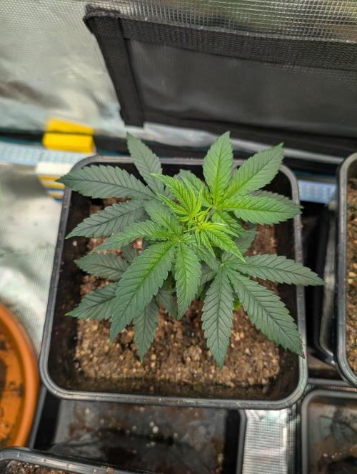 Free seed Milky way. Week 4