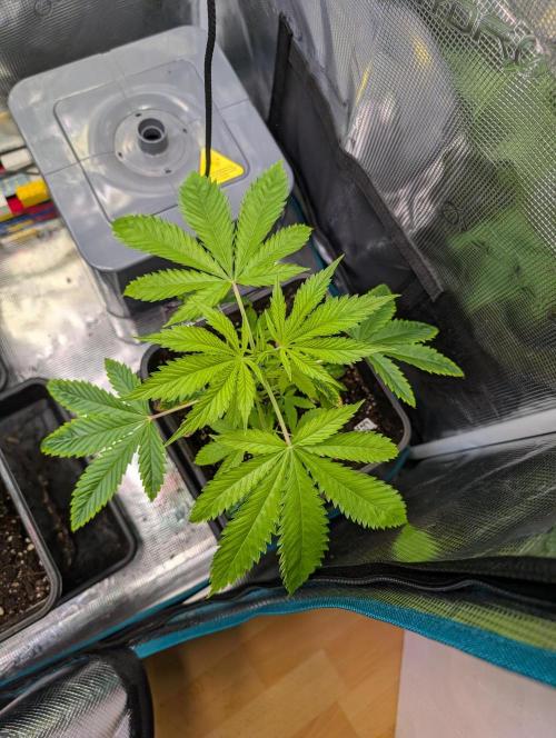 Quick black lemon. Week 5 - Coming back