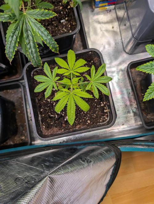 Quick black lemon. Week 5 - Still weak but i thought she would die so i See it as a success that shes rcverd