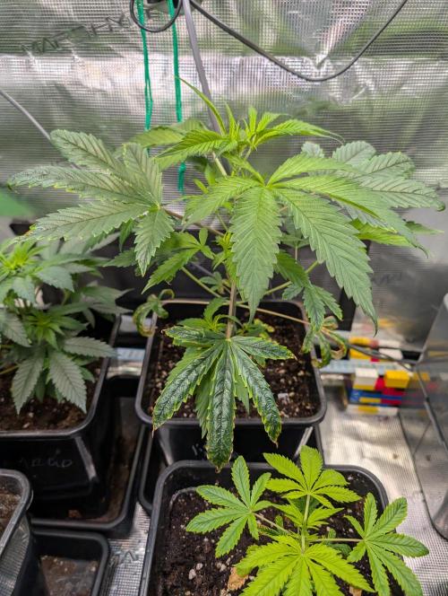 Quick black lemon. Week 5 - Yeah shes the best Out of all and IS rly Stretching. Biggest leafs