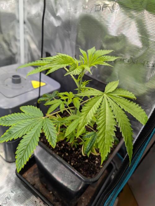 Quick black lemon. Week 5 - Recovered pretty Well too