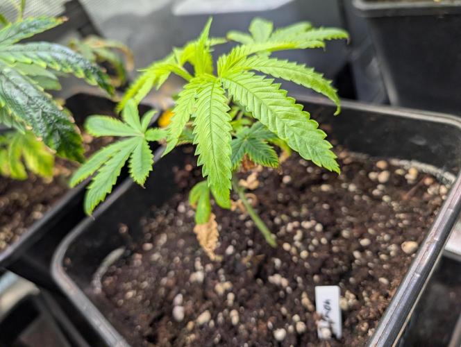 Quick black lemon. Week 5 - The worst from the site