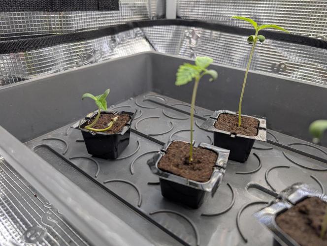 Quick black lemon. Week 0 - Interestingly they stretched so much. 