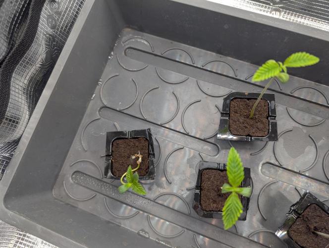 Quick black lemon. Week 0