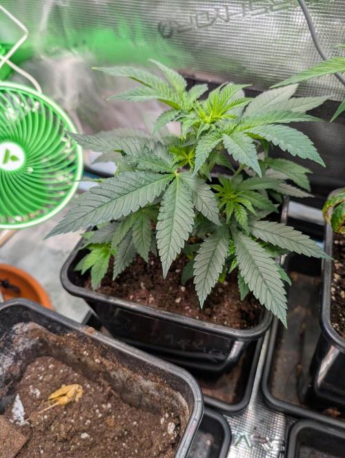 Free seed Milky way. Week 5