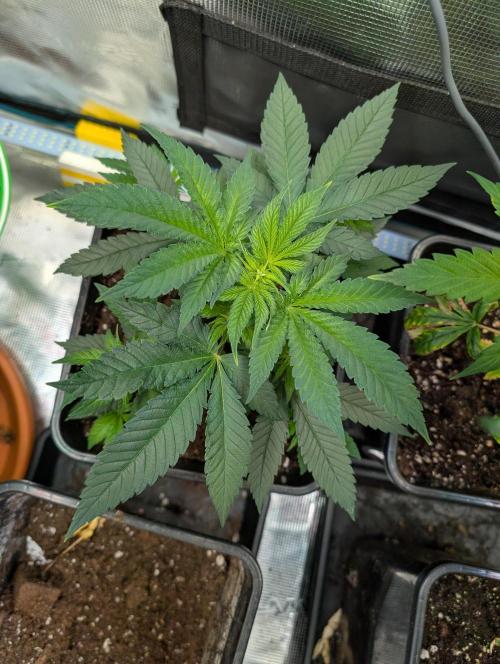 Free seed Milky way. Week 5