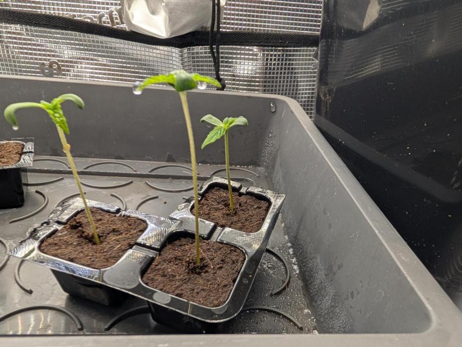 Free seed barneys Farm. Week 0