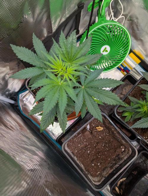 Free seed barneys Farm. Week 5