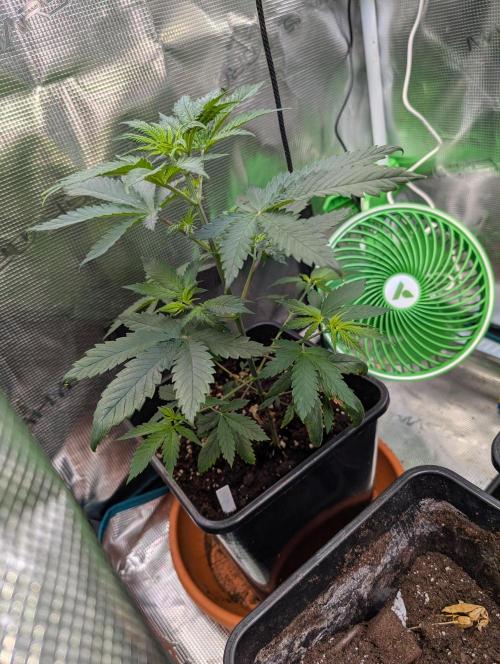 Free seed barneys Farm. Week 5