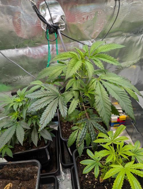 Quick black lemon. Week 6 - This one started her turbo. Very fast Progression in Like 2 days in week 6


