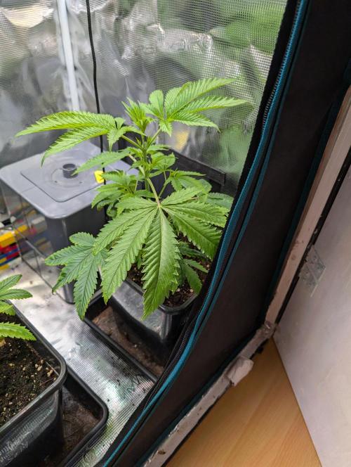 Quick black lemon. Week 6 - Shes over all okay