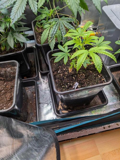 Quick black lemon. Week 6 - Well shes still Not healthy but yeah i wont give her up