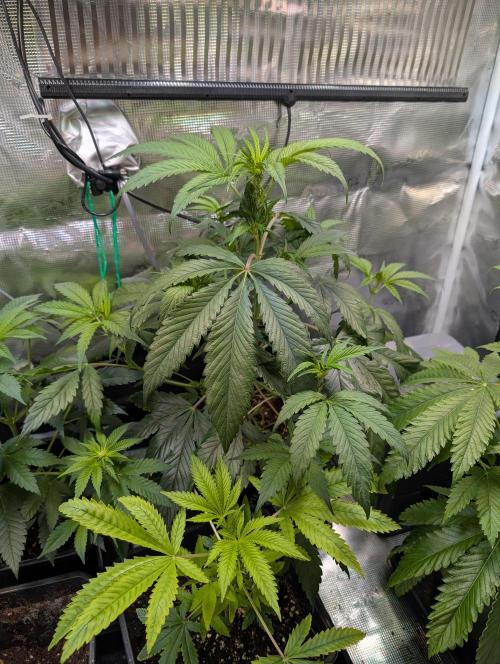 Quick black lemon. Week 6