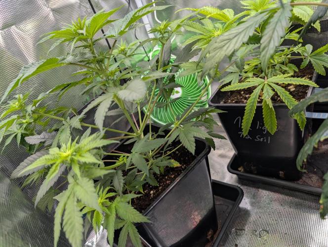 Quick black lemon. Week 6 - Wow what a stretch