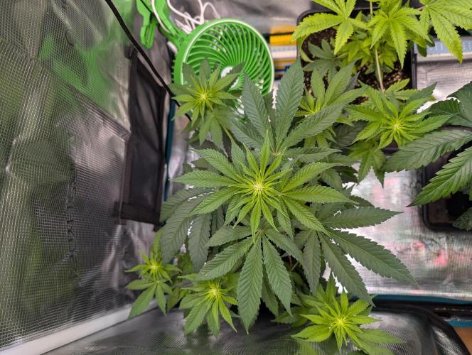 Free seed Milky way. Week 6