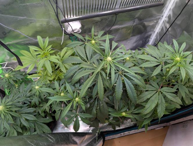 Quick black lemon. Week 7