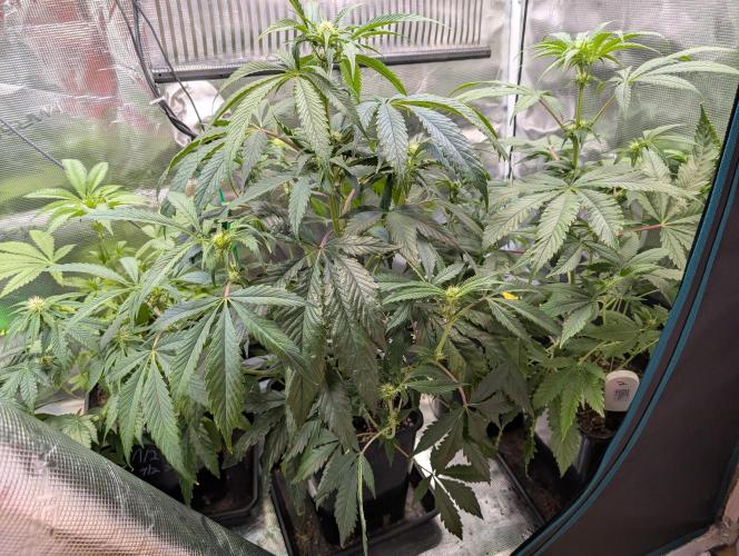 Quick black lemon. Week 7