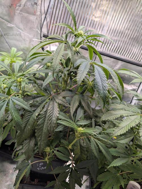 Quick black lemon. Week 7