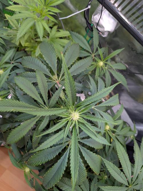 Quick black lemon. Week 7