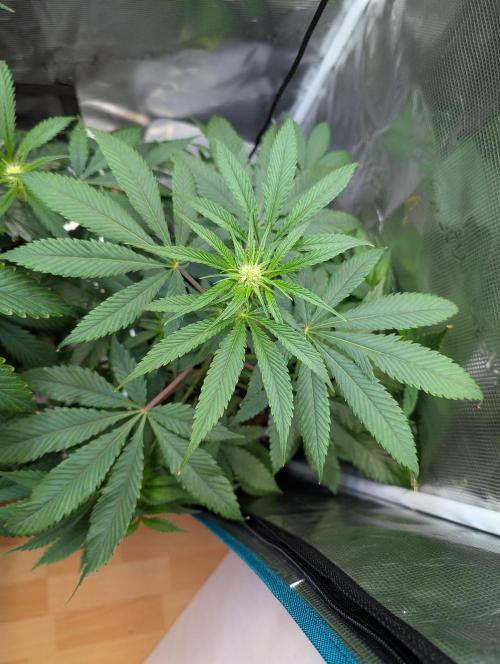 Quick black lemon. Week 7