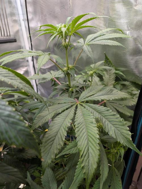 Quick black lemon. Week 7