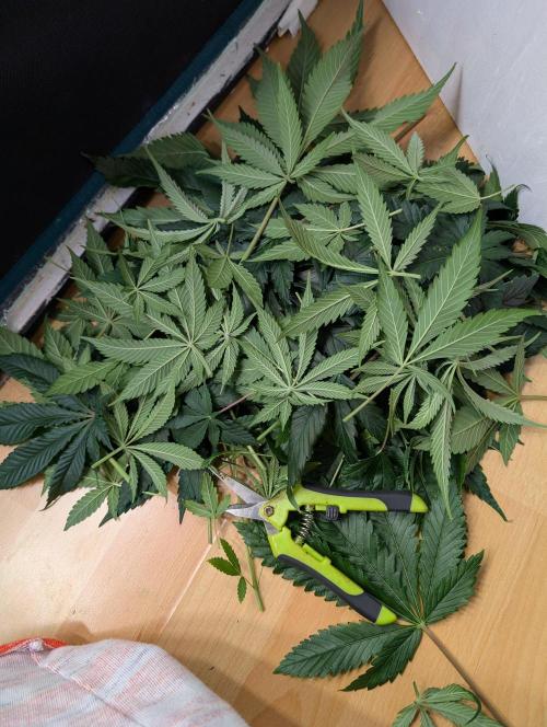 Quick black lemon. Week 7