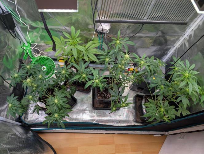 Quick black lemon. Week 7