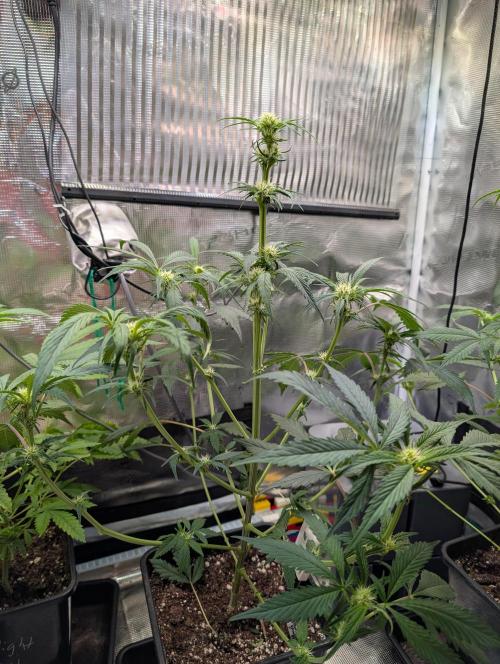 Quick black lemon. Week 7