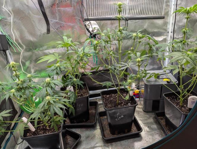 Quick black lemon. Week 7