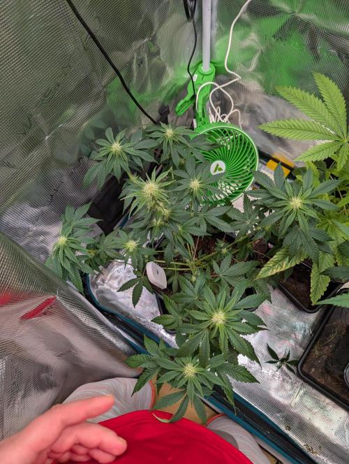 Free seed Milky way. Week 7