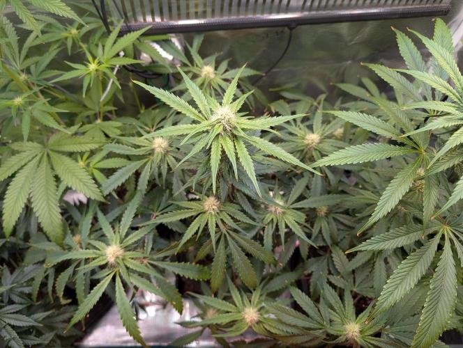 Quick black lemon. Week 8