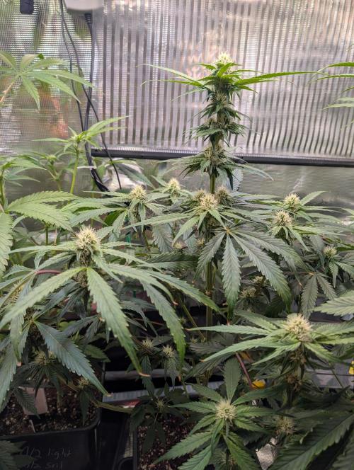 Quick black lemon. Week 8