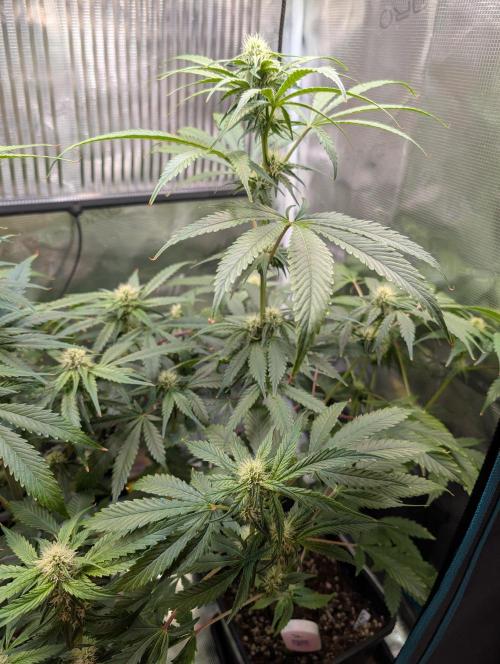 Quick black lemon. Week 8